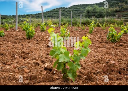 Germogli giovani sulle nuove piante di Cannonau. Primo piano dei germogli e dei grappoli d'uva negli innesti di vite appena piantati. Agricoltura tradizionale Foto Stock