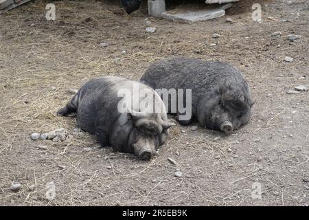 Coppia di maialini abbelliti da padella Foto Stock