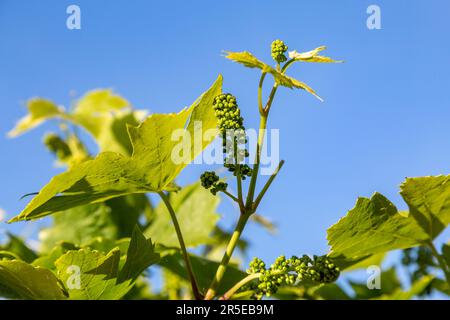 Uve immature che crescono su una vite, con un cielo blu alle spalle Foto Stock