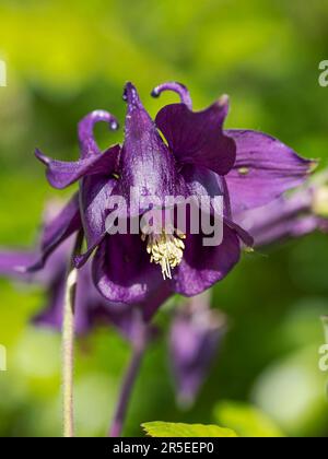 Primo piano di un bel fiore viola colonbine Foto Stock