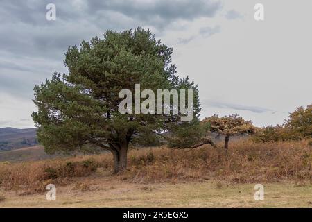 Cattura la Serenity of a Lone Tree nella pittoresca campagna basca Foto Stock