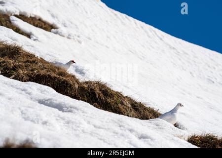 Un Ptarmigan roccia, lagopus muta, sulle alpi innevate in una giornata invernale soleggiata Foto Stock