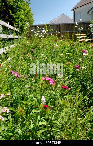 Confine con fiori selvatici nel giardino suburbano, Regno Unito Foto Stock