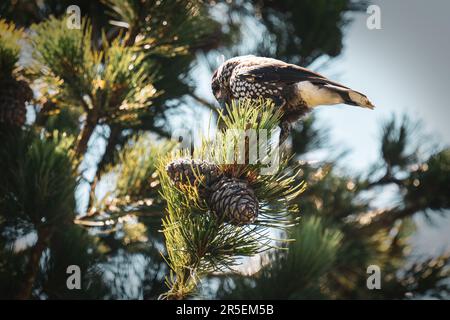 un nutcracker arroccato su un pino di pietra svizzero e sta picchiando i coni in una giornata di sole estate sulle montagne Foto Stock