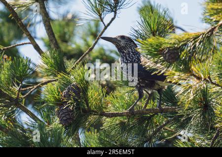 un nutcracker arroccato su un pino di pietra svizzero e sta picchiando i coni in una giornata di sole estate sulle montagne Foto Stock