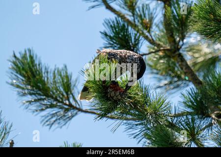 un nutcracker arroccato su un pino di pietra svizzero e sta picchiando i coni in una giornata di sole estate sulle montagne Foto Stock