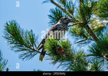 un nutcracker arroccato su un pino di pietra svizzero e sta picchiando i coni in una giornata di sole estate sulle montagne Foto Stock