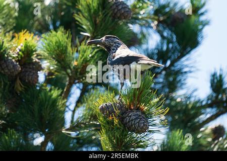 un nutcracker arroccato su un pino di pietra svizzero e sta picchiando i coni in una giornata di sole estate sulle montagne Foto Stock