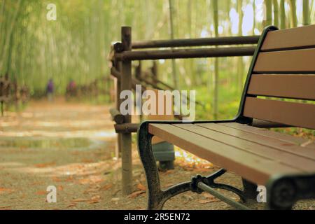 Parco primaverile scenario con bambù e rose e strada a Namgang, Jinju città, Corea del Sud Foto Stock