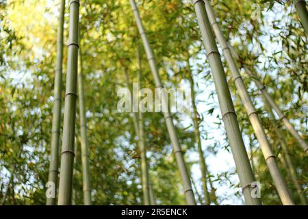 Parco primaverile scenario con bambù e rose e strada a Namgang, Jinju città, Corea del Sud Foto Stock