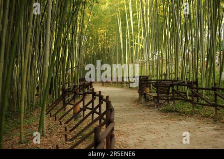 Parco primaverile scenario con bambù e rose e strada a Namgang, Jinju città, Corea del Sud Foto Stock