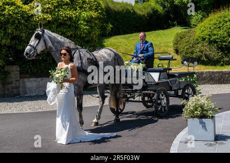 Timoleague, West Cork, Irlanda. 3rd giugno, 2023. In una giornata calda e soleggiata a Timoleague, sposa-to-be, Laura o'Donovan di Timoleague, arriva al suo matrimonio a Cillian Cullinane dal pilota di carrozza Denis o'Donoghue, trainato da 'Stella' il cavallo irlandese Draught. Credit: AG News/Alamy Live News Foto Stock