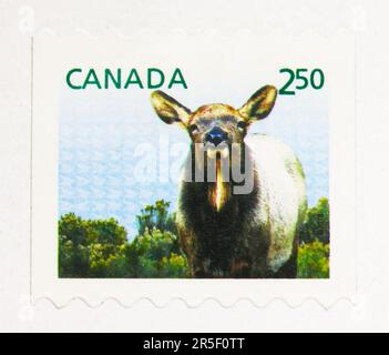 MOSCA, RUSSIA - 17 MAGGIO 2023: Francobollo stampato in Canada mostra Wapiti (Cervus canadensis), Definitives 2011-2014 Young Wildlife serie, circa 201 Foto Stock