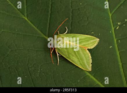 Argento Verde-linee (Pseudoips fagana) adulto a riposo sulla lamina Eccles-on-Sea, Norfolk Giugno Foto Stock