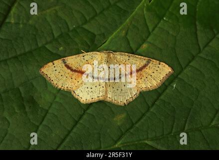 Blush di fanciulla (Cyclophora punctaria) adulto che riposa sulla foglia Eccles-on-Sea, Norfolk Maggio Foto Stock