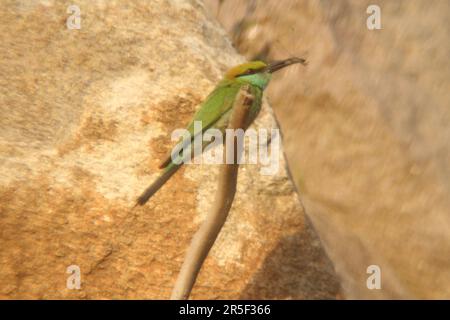 Uccello Asian Green Bee Eater Foto Stock