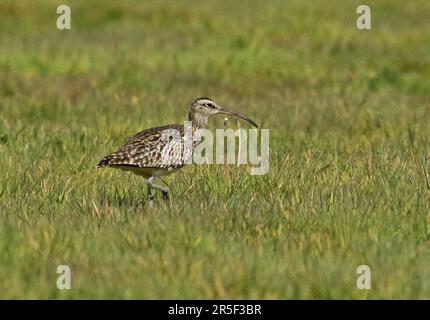 Whimbrel (Numenius phaeopus) adulto che cammina nel prato Eccles-on-Sea, Norfolk Aprile Foto Stock