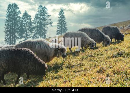 Mandria di navi sul pascolo di montagna. Pecore pelose che pascolano sulla collina erbosa con alti alberi di abete rosso e cielo nuvoloso sullo sfondo Foto Stock