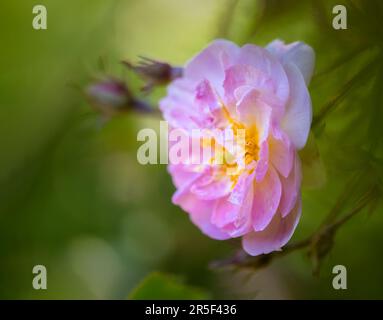Un bel fiore rosa Rambling in piena fioritura Foto Stock