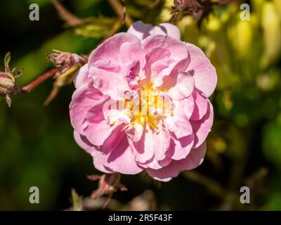 Un bel fiore rosa Rambling in piena fioritura Foto Stock