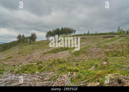 Forte deforestazione dopo una lunga siccità e danni causati da una vasta popolazione di scarabei, causando gravi perdite per l'industria forestale nel Rot Foto Stock