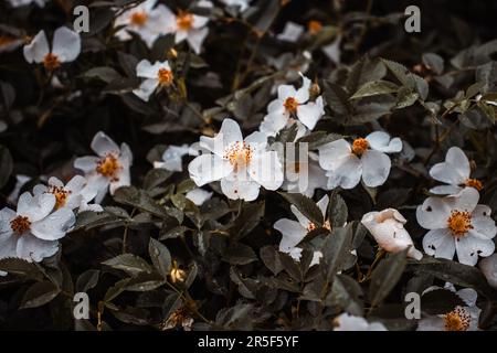 Gemme di fiore di rosa del cane sotto la foto di concetto di pioggia. Foto Stock