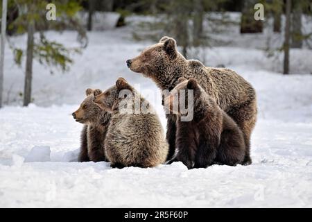 In primavera sulla neve, la famiglia degli orsi Foto Stock