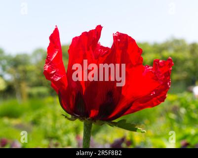 Papavero orientale rosso luminoso nel giardino Foto Stock