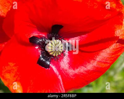 Papavero orientale rosso luminoso nel giardino Foto Stock