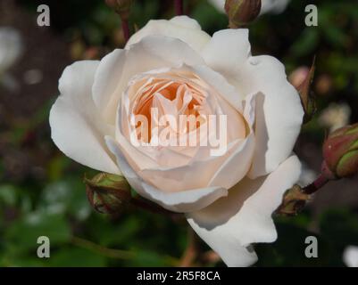 Rosa pallido Desdemona rosa Foto Stock