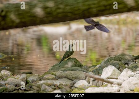 Lo sfarfallio settentrionale (Colaptes auratus) sulle pietre del torrente Foto Stock