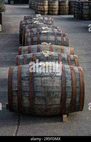 Botti di whisky , Campbeltown , Scozia Foto Stock