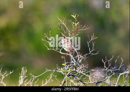 Marrone thrasher Toxostoma rufum arroccato godendo il sole della sera Foto Stock