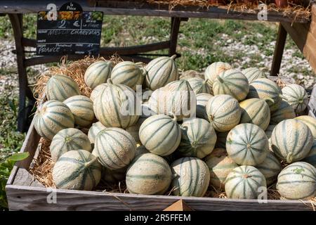 Meloni Charentais, maturo rotondo charentais miele cantaloupe meloni sul mercato locale in Provenza, Francia, primo piano Foto Stock