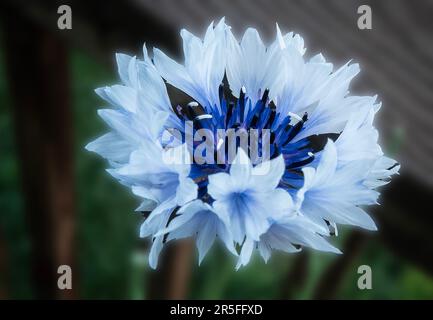 Centaurea in piena fioritura nel giardino primaverile Foto Stock