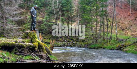 Un escursionista si trova su un possente tronco d'albero sulla riva del fiume e guarda verso il basso l'acqua. Foto Stock