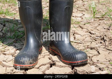 Contadino con stivali di gomma nera si alza su un campo di grano essiccato al sole caldo. Simbolo del cambiamento climatico, diminuzione dei raccolti e scarsità d'acqua. Foto Stock