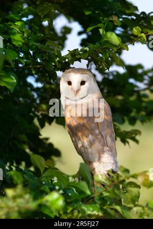 Primo piano di un gufo di granaio (tyto alba) arroccato in un albero, Regno Unito. Foto Stock