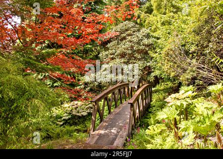 Attadale Gardens Wester Ross Scotland i giardini rossi Acer lascia un ponte di legno e un piccolo ruscello Foto Stock