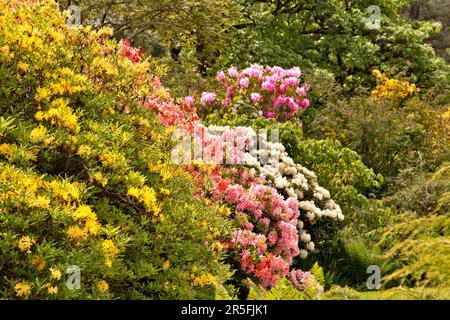 Giardini Attadale Wester Ross Scotland i giardini con fiori gialli Azalea e fiori rosa e bianco Rhodododendron Foto Stock
