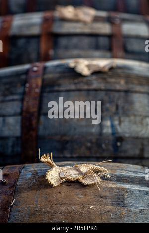Barile di whisky, vista del tappo e del bunghole Foto Stock
