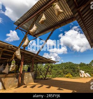 I sacchetti di foglie di tè appena raccolte vengono consegnati alla fabbrica tramite una fune di trasporto. Satemwa Estate, Thyolo. Piantagione di tè e caffè Satemwa vicino a Thyolo, Malawi Foto Stock