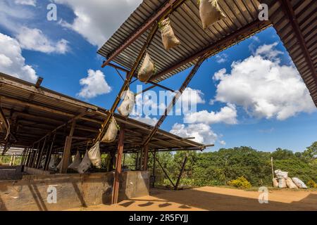 I sacchetti di foglie di tè appena raccolte vengono consegnati alla fabbrica tramite una fune di trasporto. Satemwa Estate, Thyolo. Piantagione di tè e caffè Satemwa vicino a Thyolo, Malawi Foto Stock