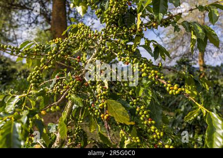 Satemwa piantagione di tè e caffè vicino a Thyolo, Malawi Foto Stock