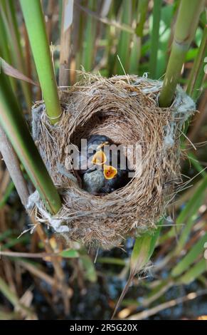 Reed Warbler, Acrocephalus scirpaceus, pulcini altricial che pregano con la gape aperta, nel nido costruito in canne, Phragmites australis, Brent Reservoir, Londra, Foto Stock