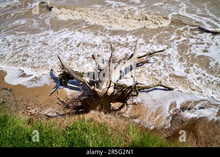 Erosione costiera delle scogliere a Walton sul Naze Essex. Foto Stock