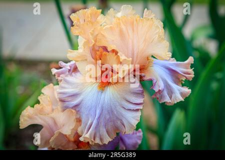 Iris Bearded in lavanda e Peach Foto Stock