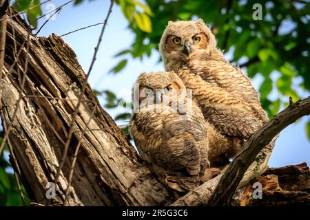 Grande gufo corno (Bubo virginianus) pulcini nel nido Foto Stock