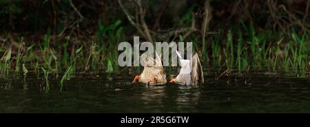 Mallard anatre nuotare nel lago nella contea di Sussex New Jersey. Le anatre maschili e femminili sono in immersione per il cibo. Foto Stock