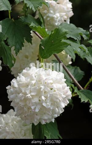 Opulus di viburnum Roseum sterile Foto Stock